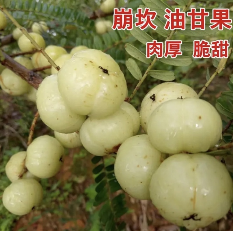 【招代理】广西柿饼甜油柑果牛柑果百亩果园直供