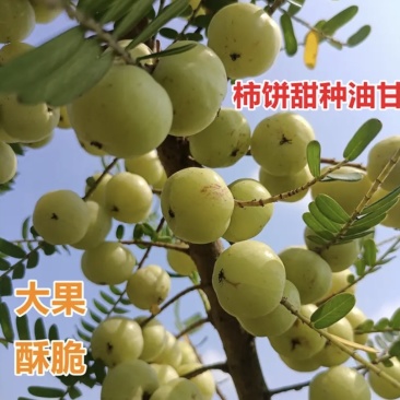 【招代理】广西柿饼甜油柑果牛柑果百亩果园直供