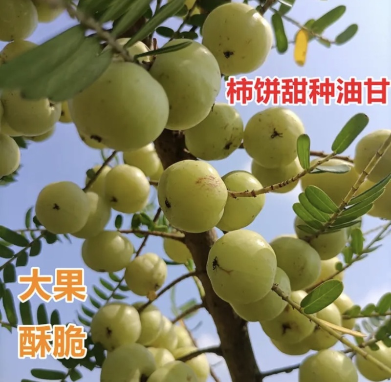 【招代理】广西柿饼甜油柑果牛柑果百亩果园直供
