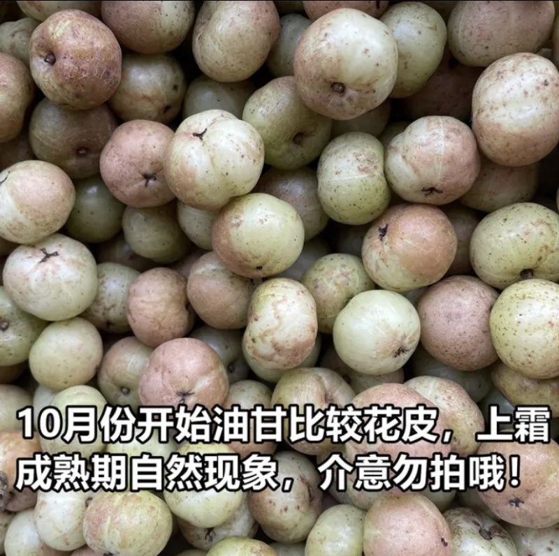 【招代理】广西柿饼甜油柑果牛柑果百亩果园直供