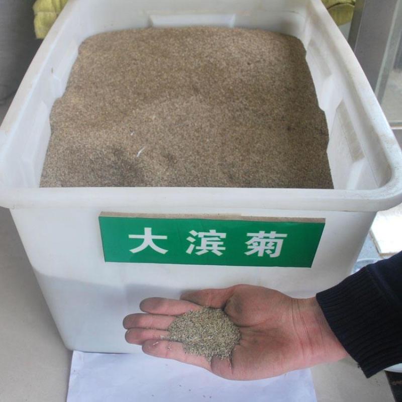 大滨菊种子大白菊西洋滨菊种子四季易种庭院阳台种子
