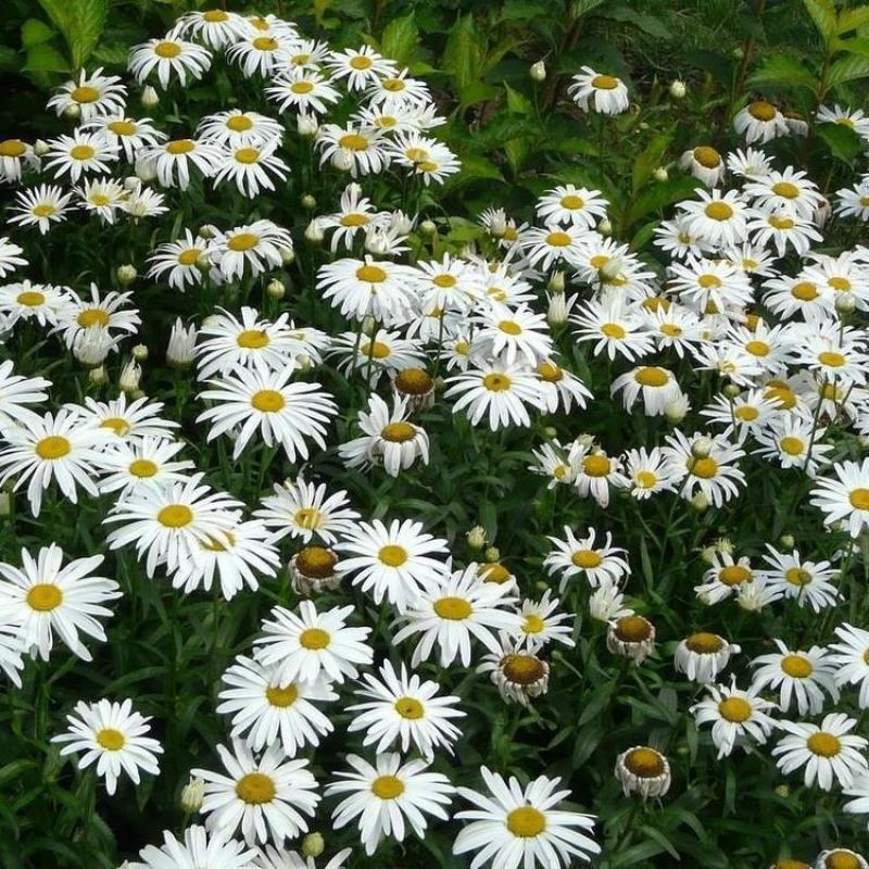 大滨菊种子大白菊西洋滨菊种子四季易种庭院阳台种子
