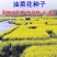 油菜花种子高产油菜籽四季播观赏蜜源植物鸟食榨油原料包