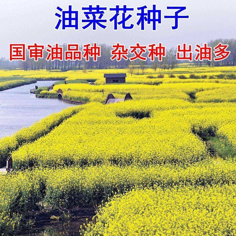 油菜花种子高产油菜籽四季播观赏蜜源植物鸟食榨油原料包