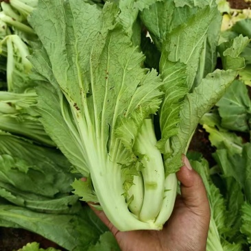 芥包，芥菜，包心芥菜，优质芥包基地直供，酱菜厂**