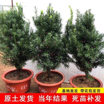曼地亚红豆杉红豆杉苗盆景植物东北耐寒公母带果发货退林还耕