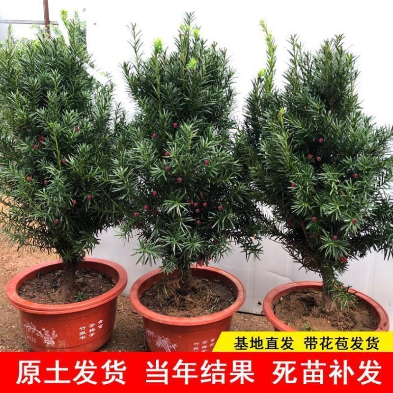 曼地亚红豆杉红豆杉苗盆景植物东北耐寒公母带果发货退林还耕