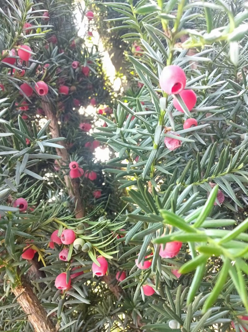 曼地亚红豆杉红豆杉苗盆景植物东北耐寒公母带果发货退林还耕