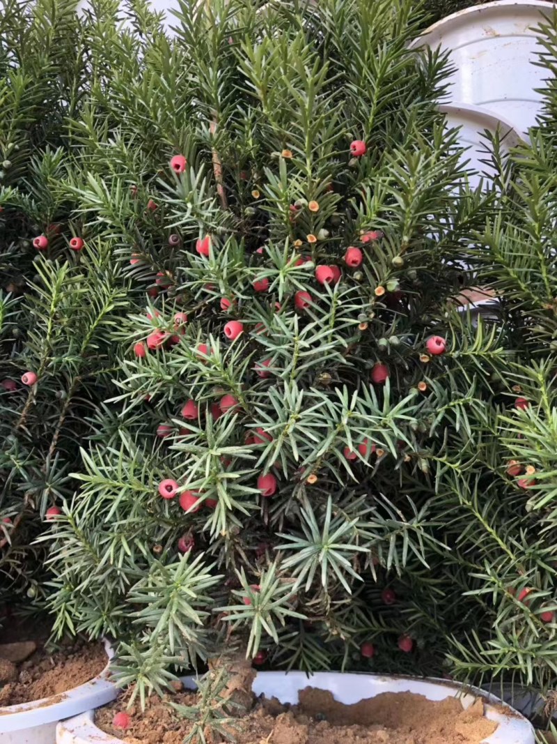 曼地亚红豆杉红豆杉苗盆景植物东北耐寒公母带果发货退林还耕