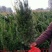 曼地亚红豆杉红豆杉苗盆景植物东北耐寒公母带果发货退林还耕