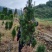 曼地亚红豆杉红豆杉苗盆景植物东北耐寒公母带果发货退林还耕