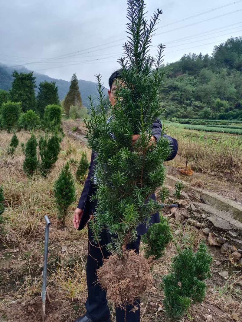 曼地亚红豆杉红豆杉苗盆景植物东北耐寒公母带果发货退林还耕