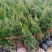 曼地亚红豆杉红豆杉苗盆景植物东北耐寒公母带果发货退林还耕