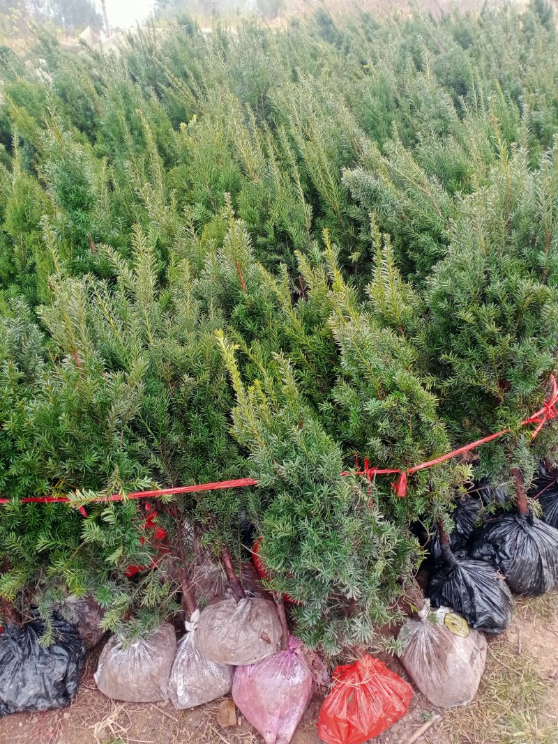 曼地亚红豆杉红豆杉苗盆景植物东北耐寒公母带果发货退林还耕