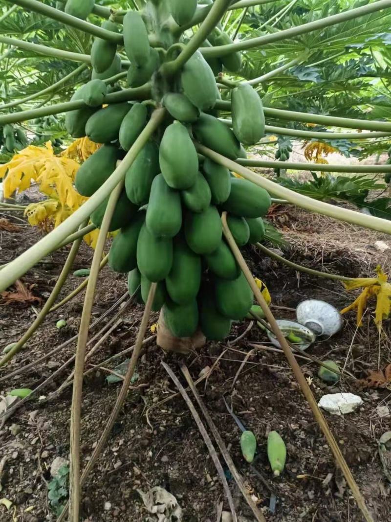 热带木瓜大量上市