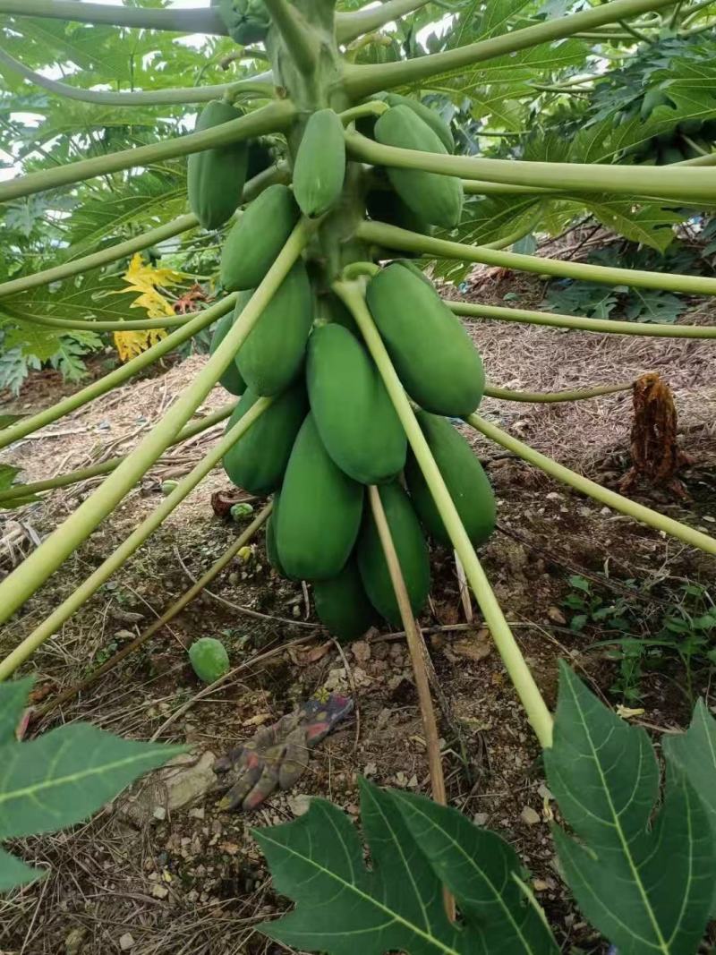 热带木瓜大量上市