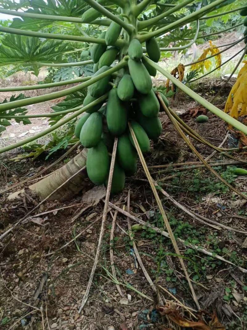 热带木瓜大量上市