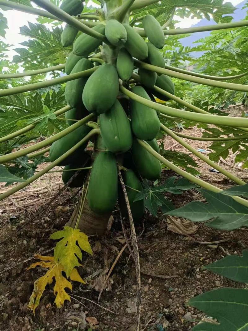 热带木瓜大量上市
