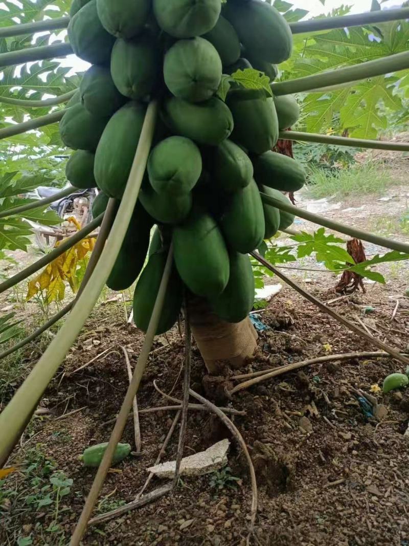 热带木瓜大量上市