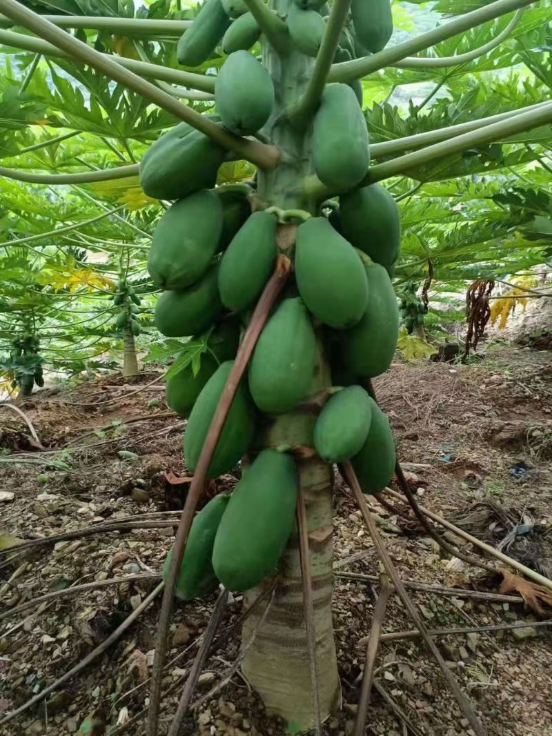 热带木瓜大量上市