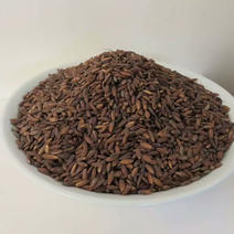 胭脂稻种子，胭脂稻是未经改良的古老水稻品种。