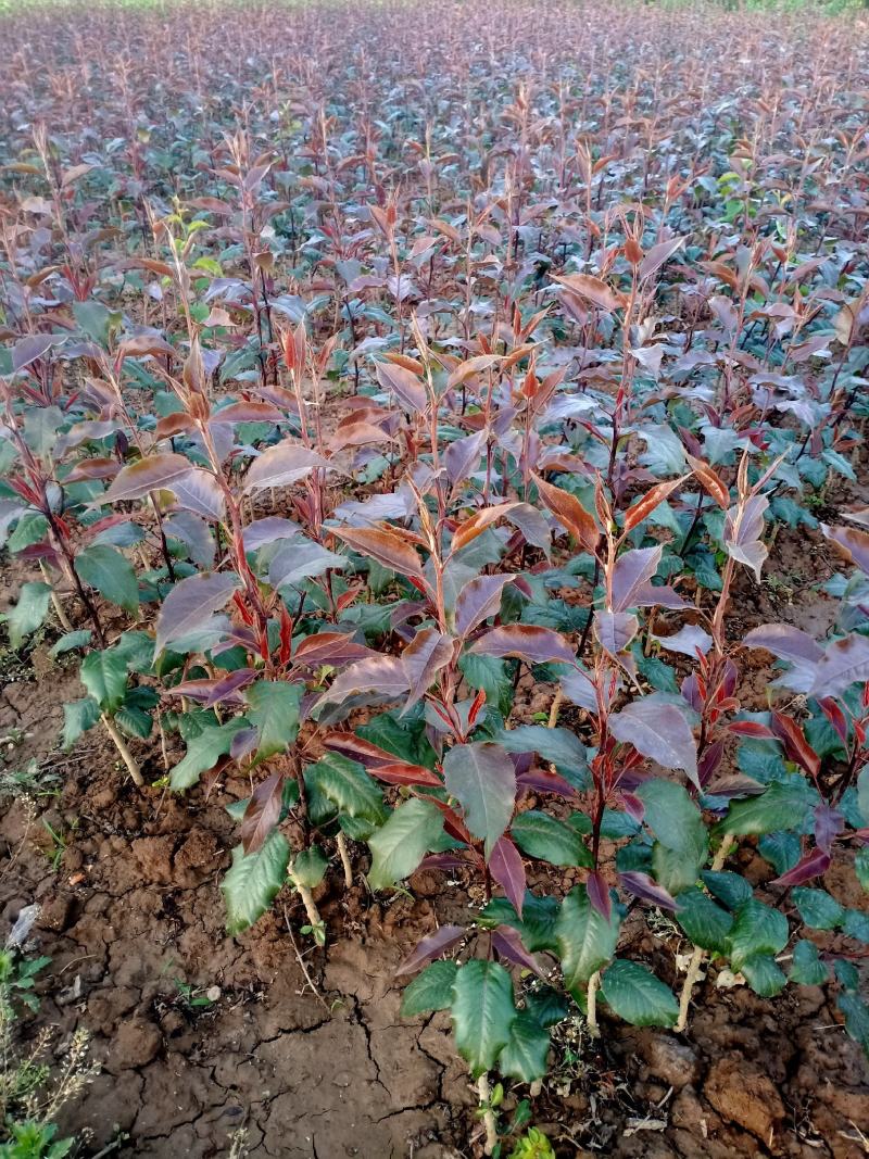 红梨树苗红花红叶红果全红梨树苗奥红一号梨苗基地