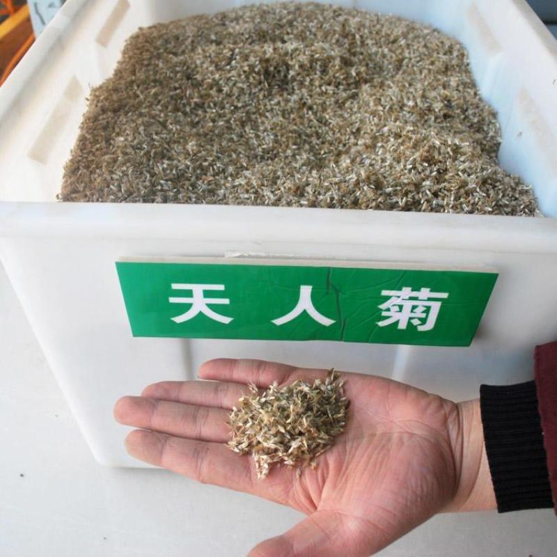 天人菊种子虎皮菊老虎皮菊种子四季易种庭院阳台种子