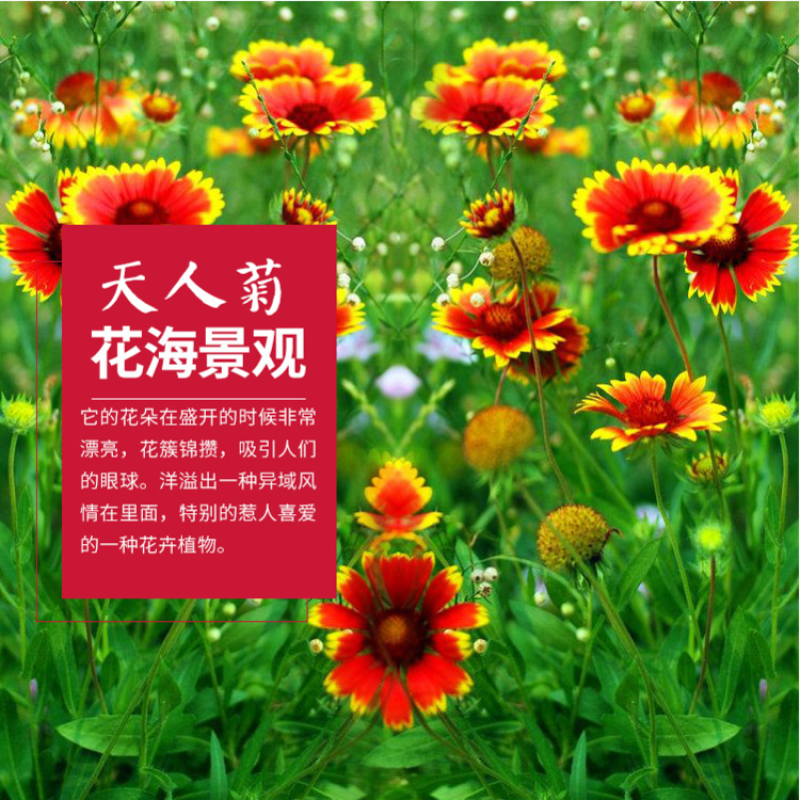 天人菊种子虎皮菊老虎皮菊种子四季易种庭院阳台种子