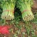 【芹菜】皇后芹菜饶阳冷棚优质芹菜大量上市全国发货