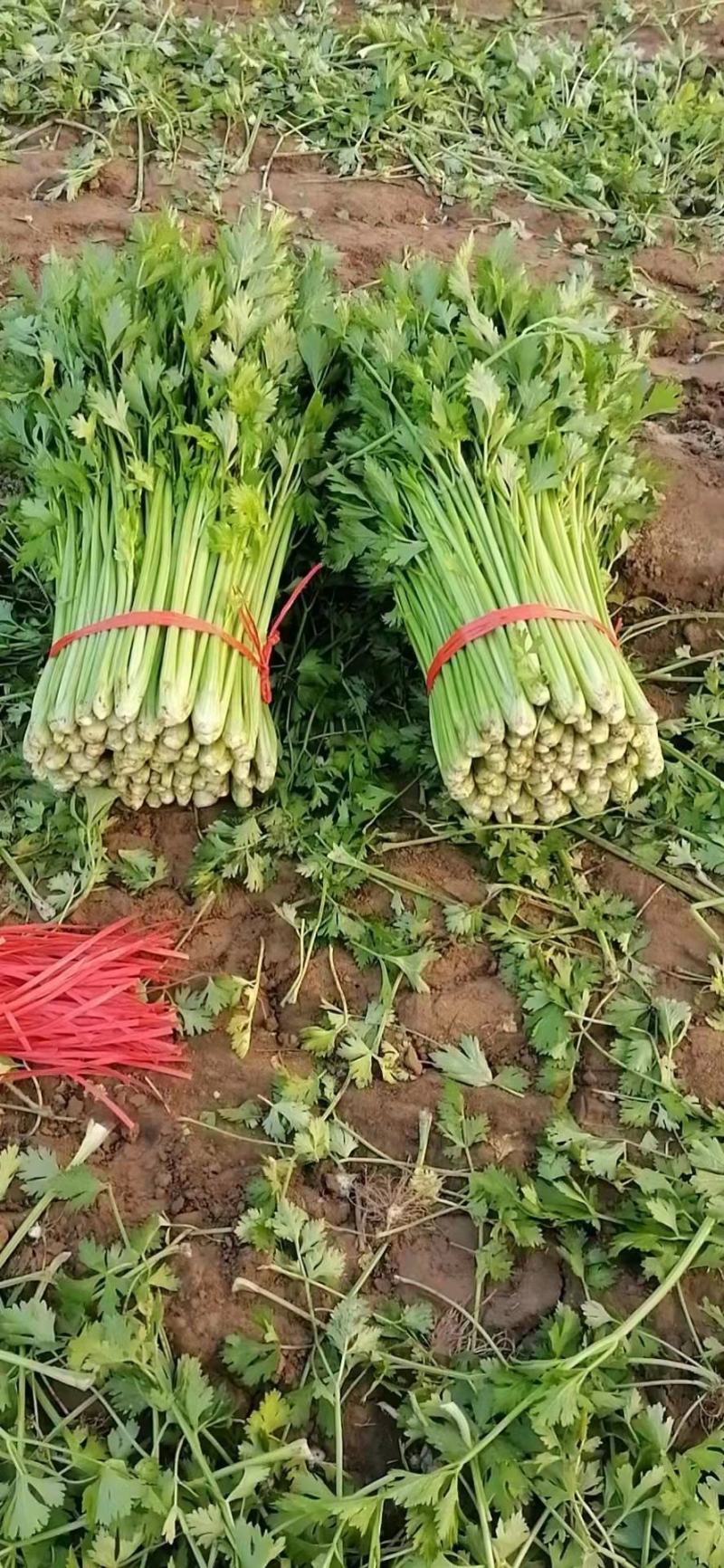 【芹菜】皇后芹菜饶阳冷棚优质芹菜大量上市全国发货