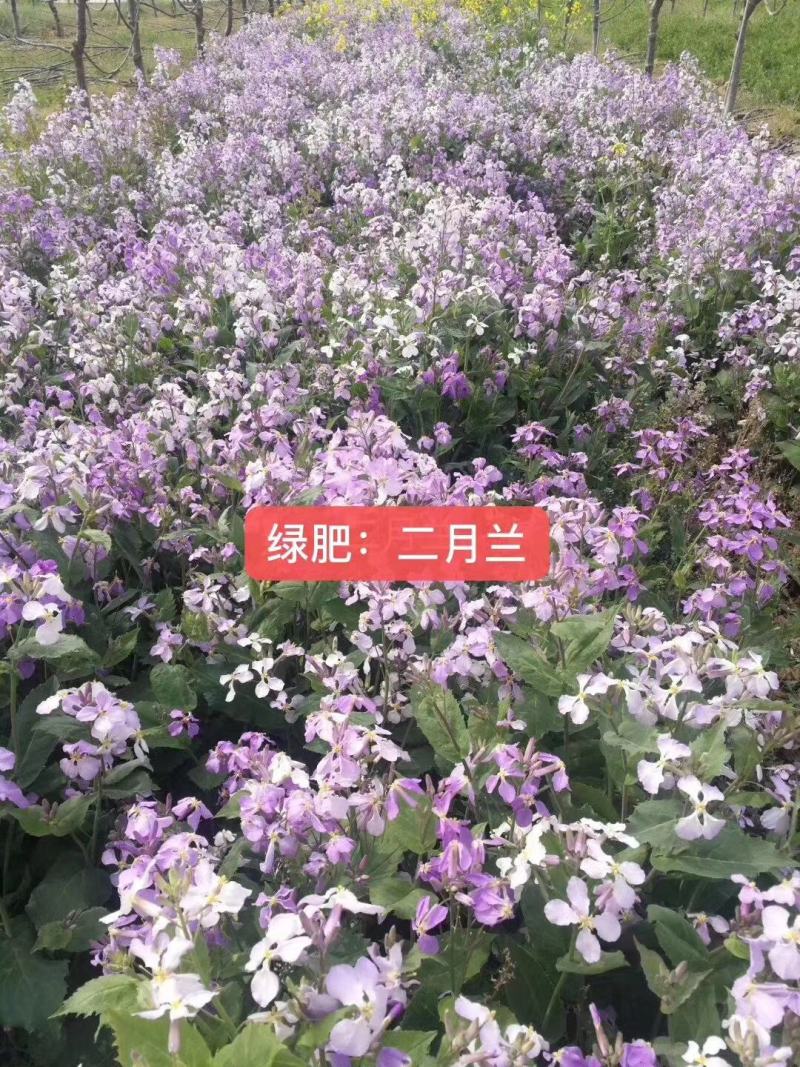 二月兰花卉种子花卉品种耐寒品种春季开花种子