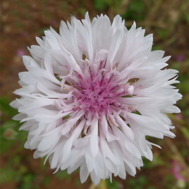 矢车菊种子蓝芙蓉翠兰荔枝菊种子四季易种庭院阳台种子景观