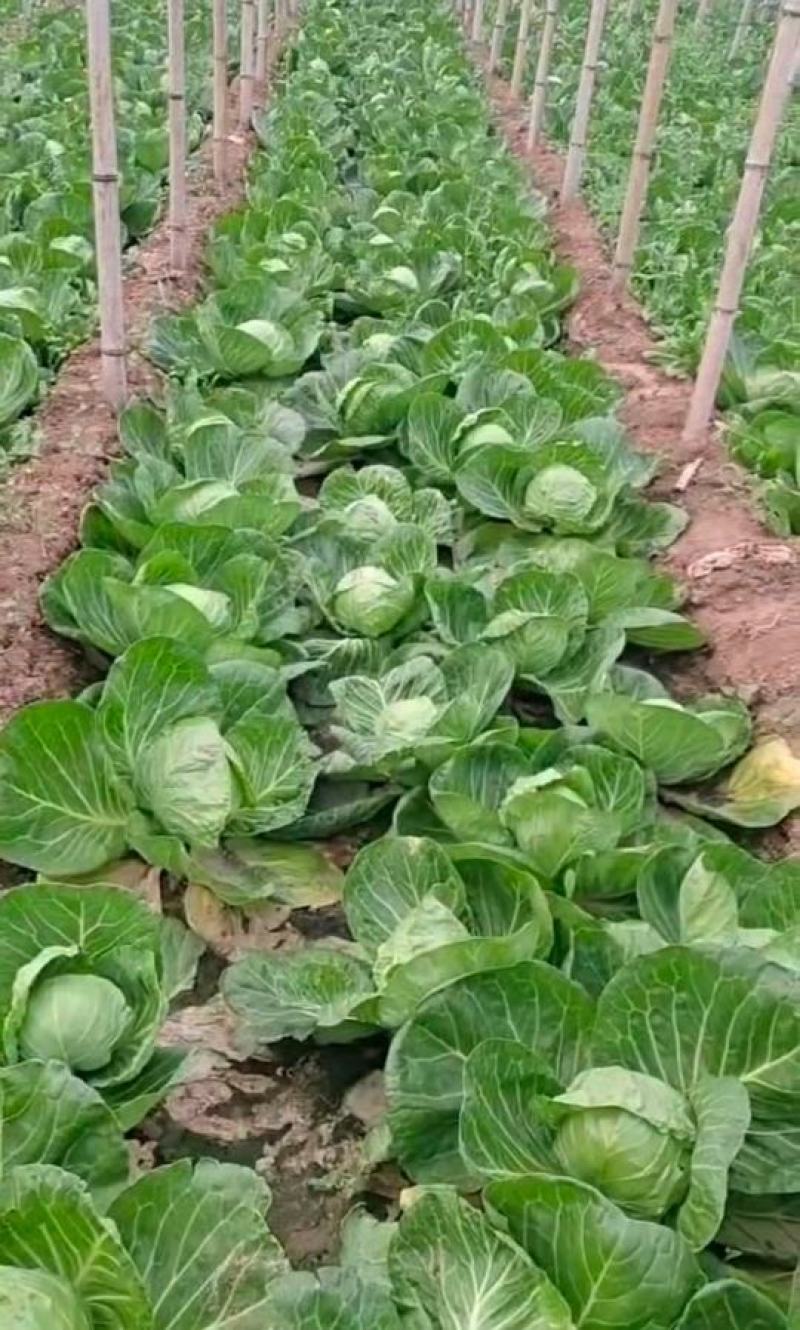【精品】冷棚宣甘蓝大量上市.质量优.价格低，产地直发。