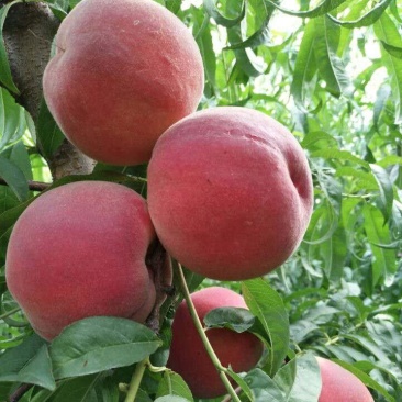 中桃5号桃树苗中熟品种脆甜丰产保证品种