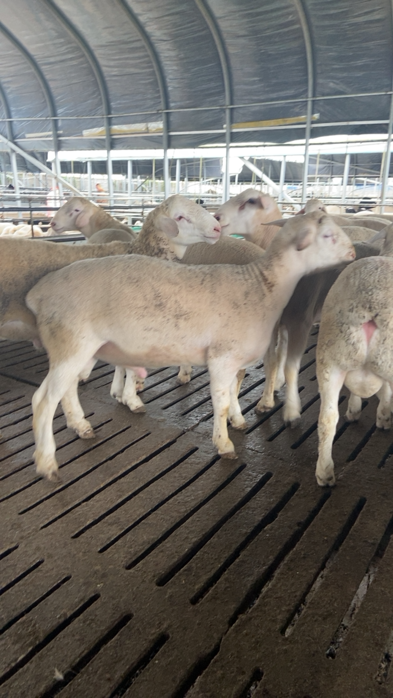 推荐养殖山西甘肃青海养殖澳洲白羊提供养殖技术包送货