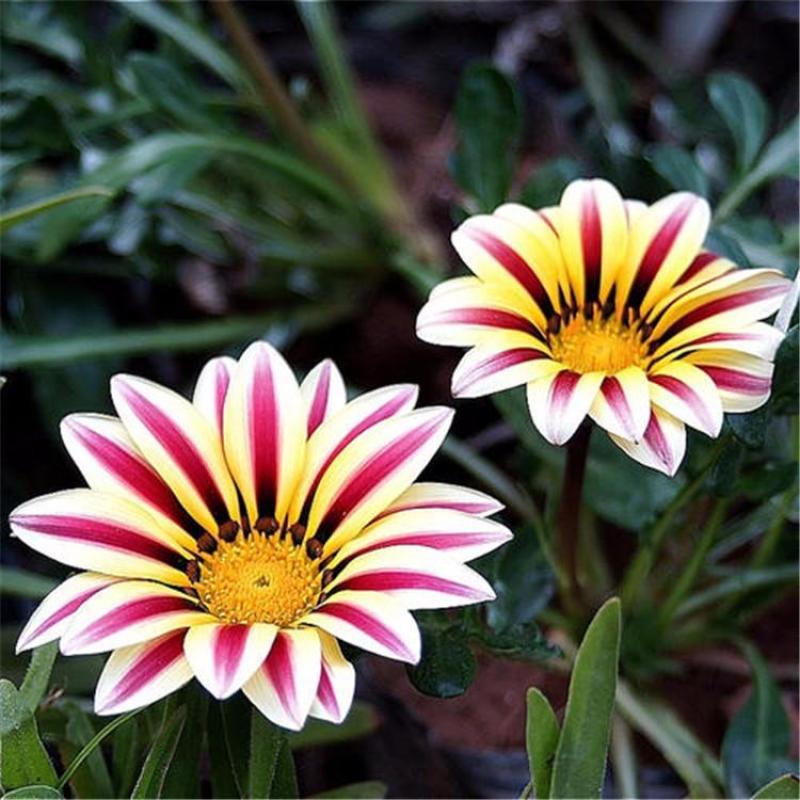 勋章菊种子花种子非洲太阳花菊花阳台庭院盆栽花种籽