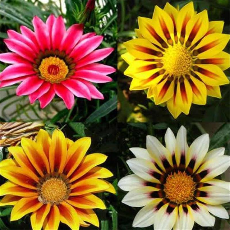 勋章菊种子花种子非洲太阳花菊花阳台庭院盆栽花种籽