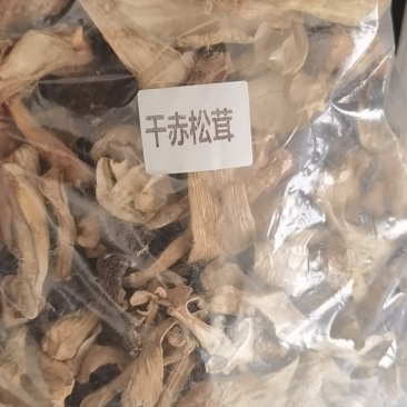 赤松茸