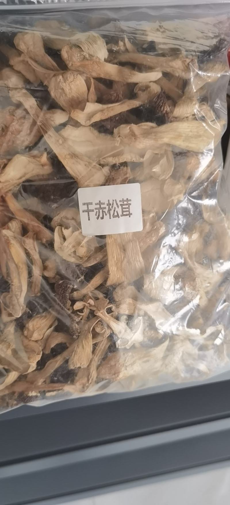 赤松茸