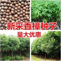 香樟种子樟香樟芳樟油樟樟木乌樟瑶人柴栳樟臭樟种子园林绿化