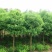 香樟种子樟香樟芳樟油樟樟木乌樟瑶人柴栳樟臭樟种子园林绿化