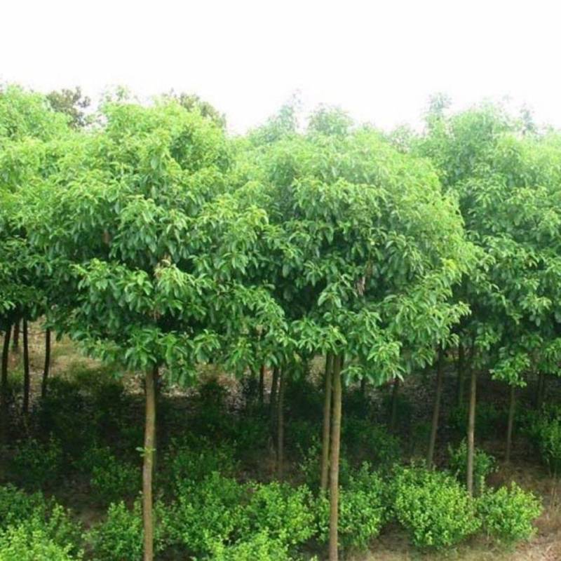 香樟种子樟香樟芳樟油樟樟木乌樟瑶人柴栳樟臭樟种子园林绿化