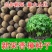 香樟种子樟香樟芳樟油樟樟木乌樟瑶人柴栳樟臭樟种子园林绿化