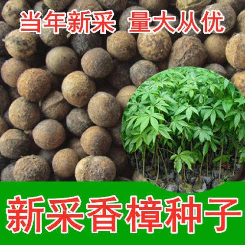 香樟种子樟香樟芳樟油樟樟木乌樟瑶人柴栳樟臭樟种子园林绿化