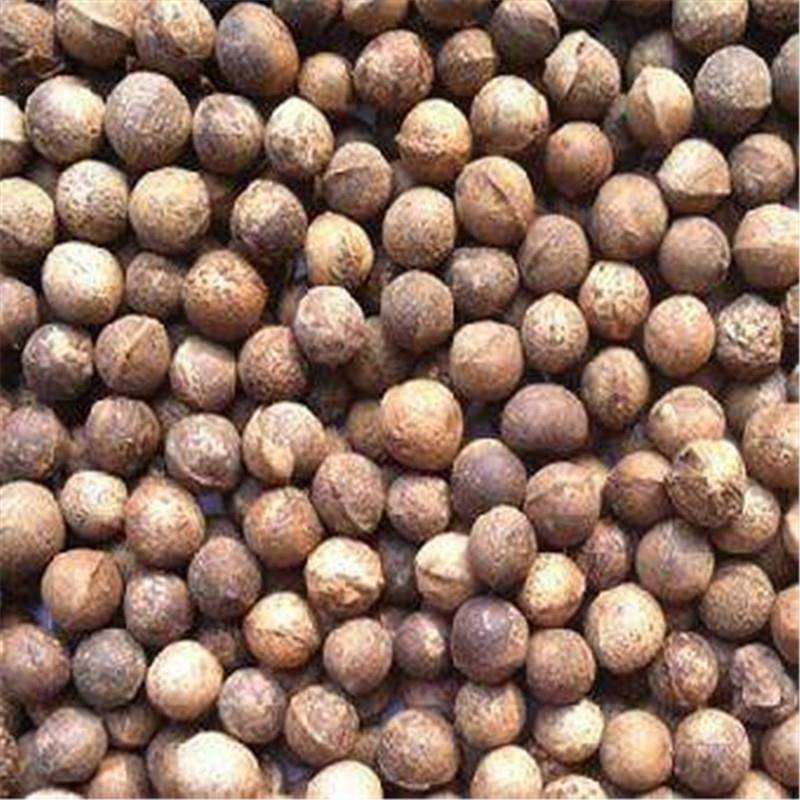 香樟种子樟香樟芳樟油樟樟木乌樟瑶人柴栳樟臭樟种子园林绿化