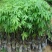 香樟种子樟香樟芳樟油樟樟木乌樟瑶人柴栳樟臭樟种子园林绿化