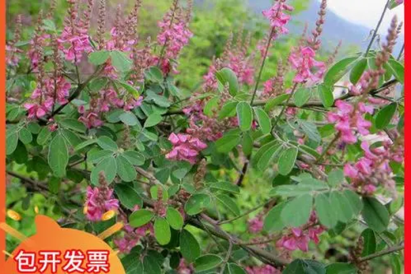 多花木兰灌木种子保水土根系发达生长速度快覆盖面积大寿命常