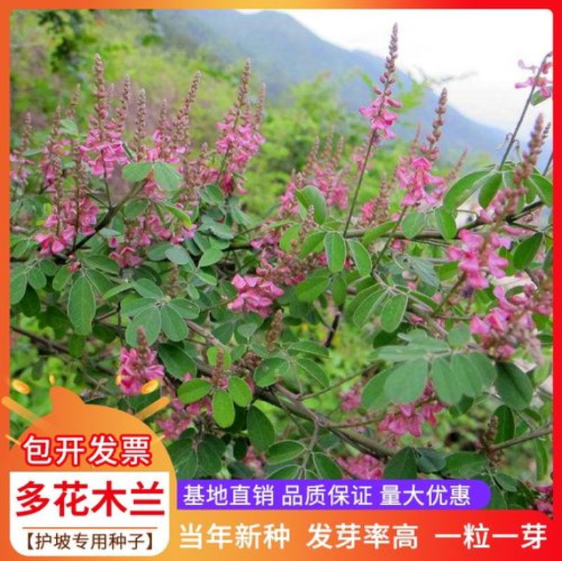 多花木兰灌木种子保水土根系发达生长速度快覆盖面积大寿命常