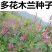 多花木兰灌木种子保水土根系发达生长速度快覆盖面积大寿命常