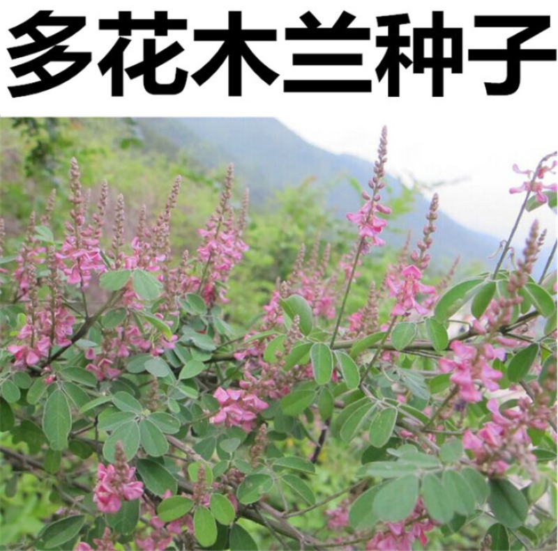 多花木兰灌木种子保水土根系发达生长速度快覆盖面积大寿命常